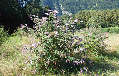 Grand Buddleia de David