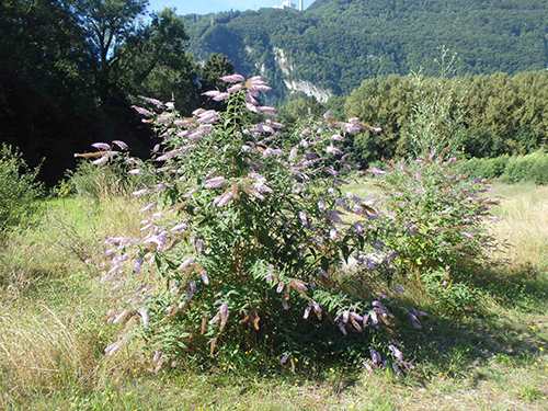 Grand Buddleia de David