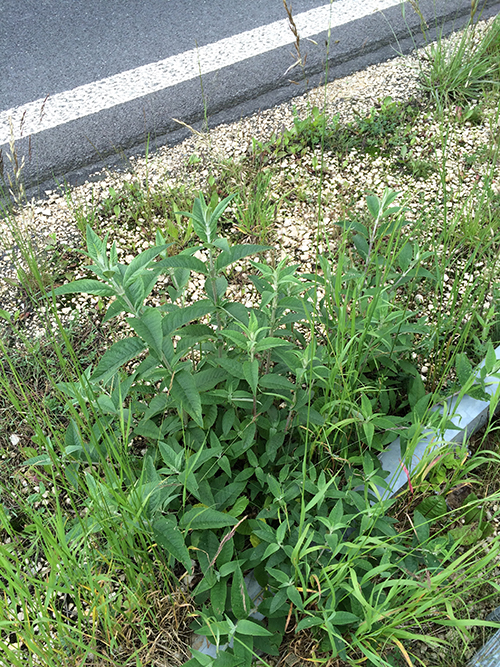 Petit Buddleia de David